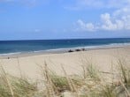 horses on the beach